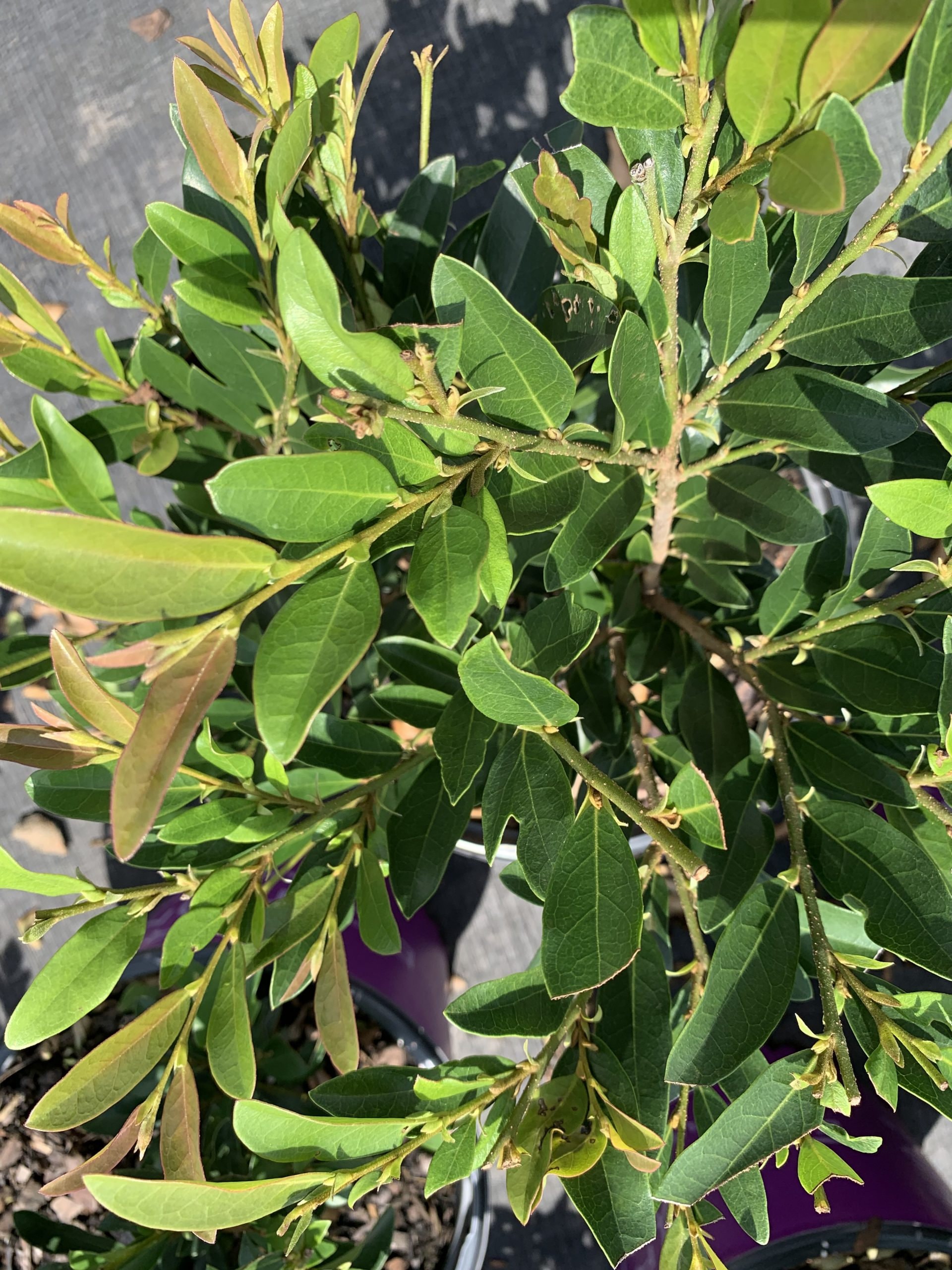 Distylium Vintage Jade 3 Gallon Pot Etsy