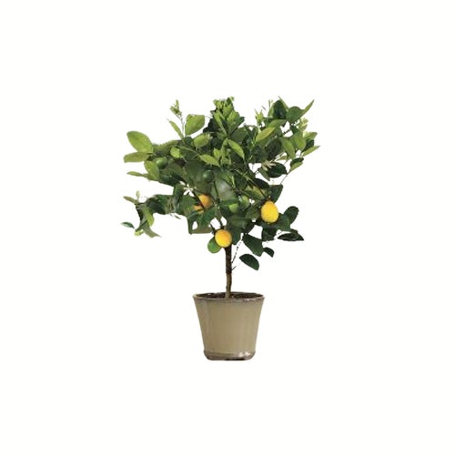 Meyer Lemon Tree Indoor Outdoor Patio 3 Gallon Potno Ship Etsy