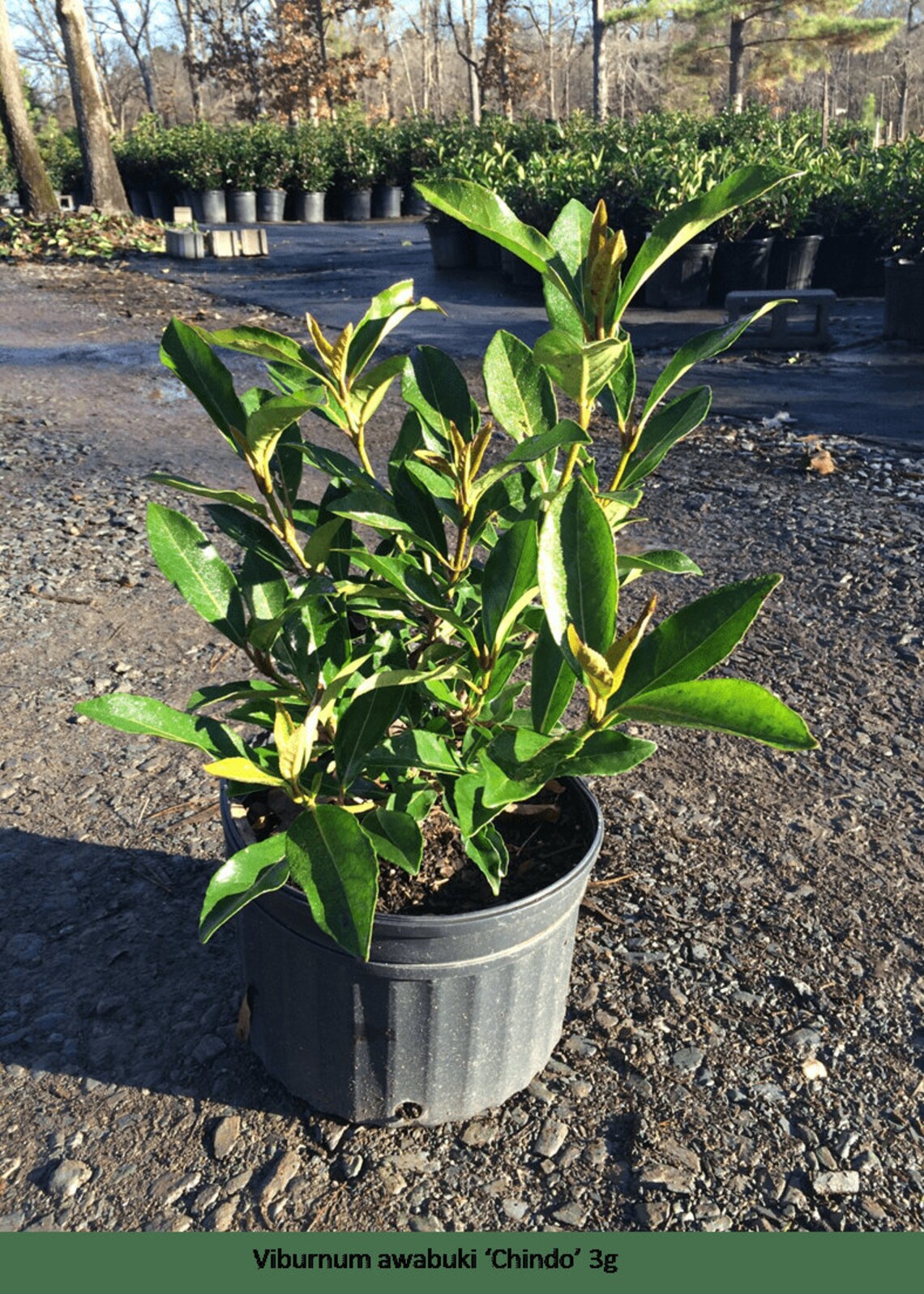 Viburnum Chindo 3 Gallon Pot Etsy