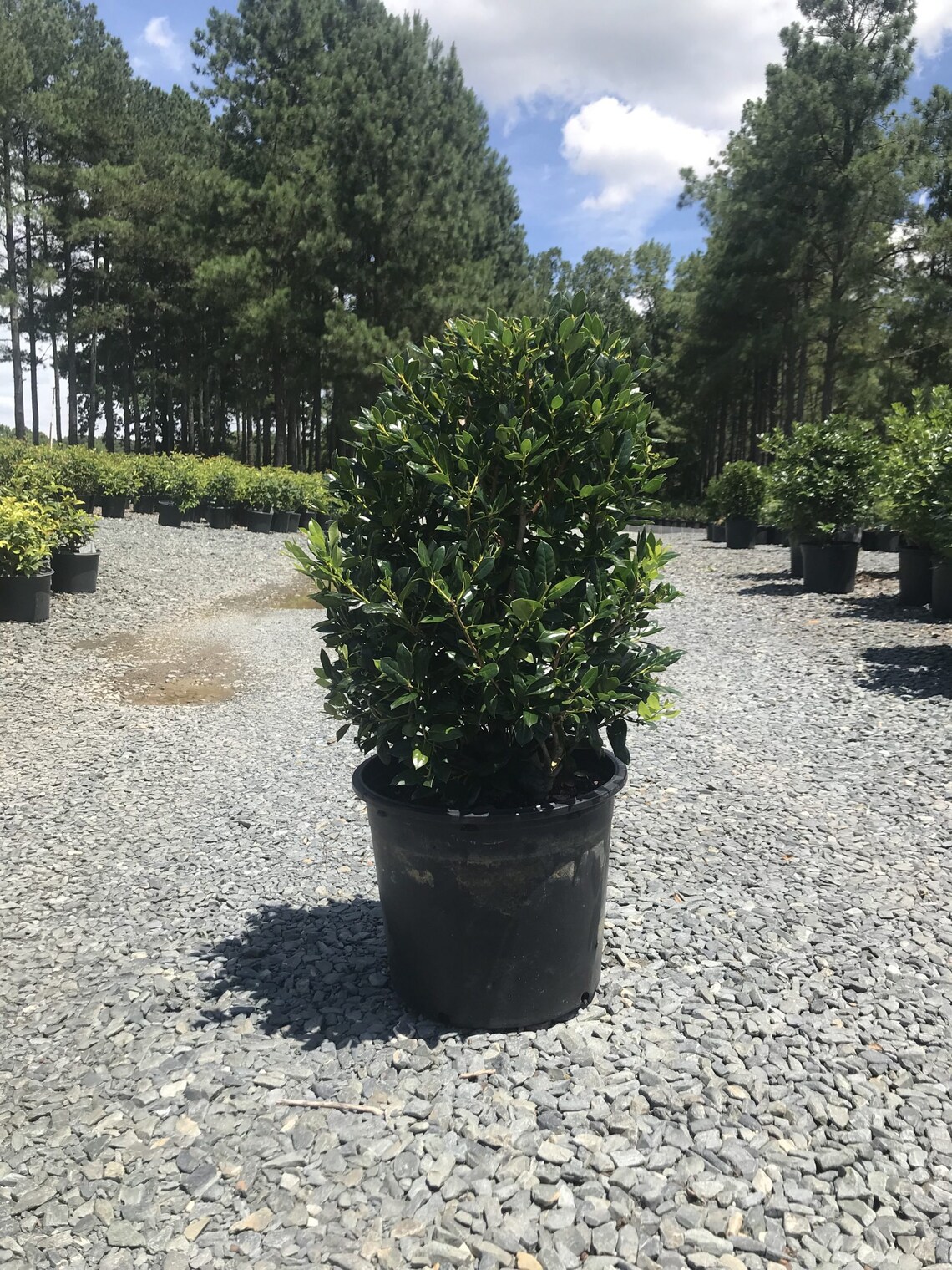 Holly Needlepoint 3 Gallon Pot Etsy