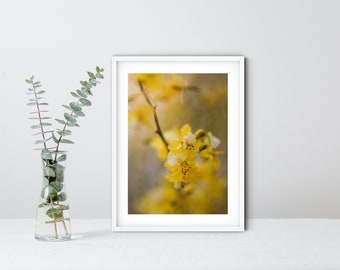 Palo Verde Blossom Downloadable Print | Floral Wall Art | Macro Photography