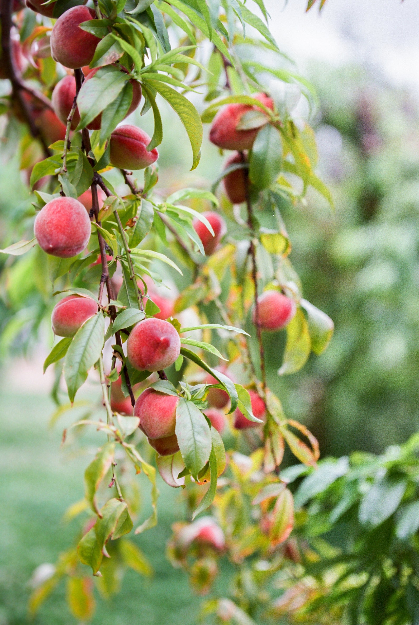 Peaches for Me Digital Download Print Food Photography Farmhouse Wall