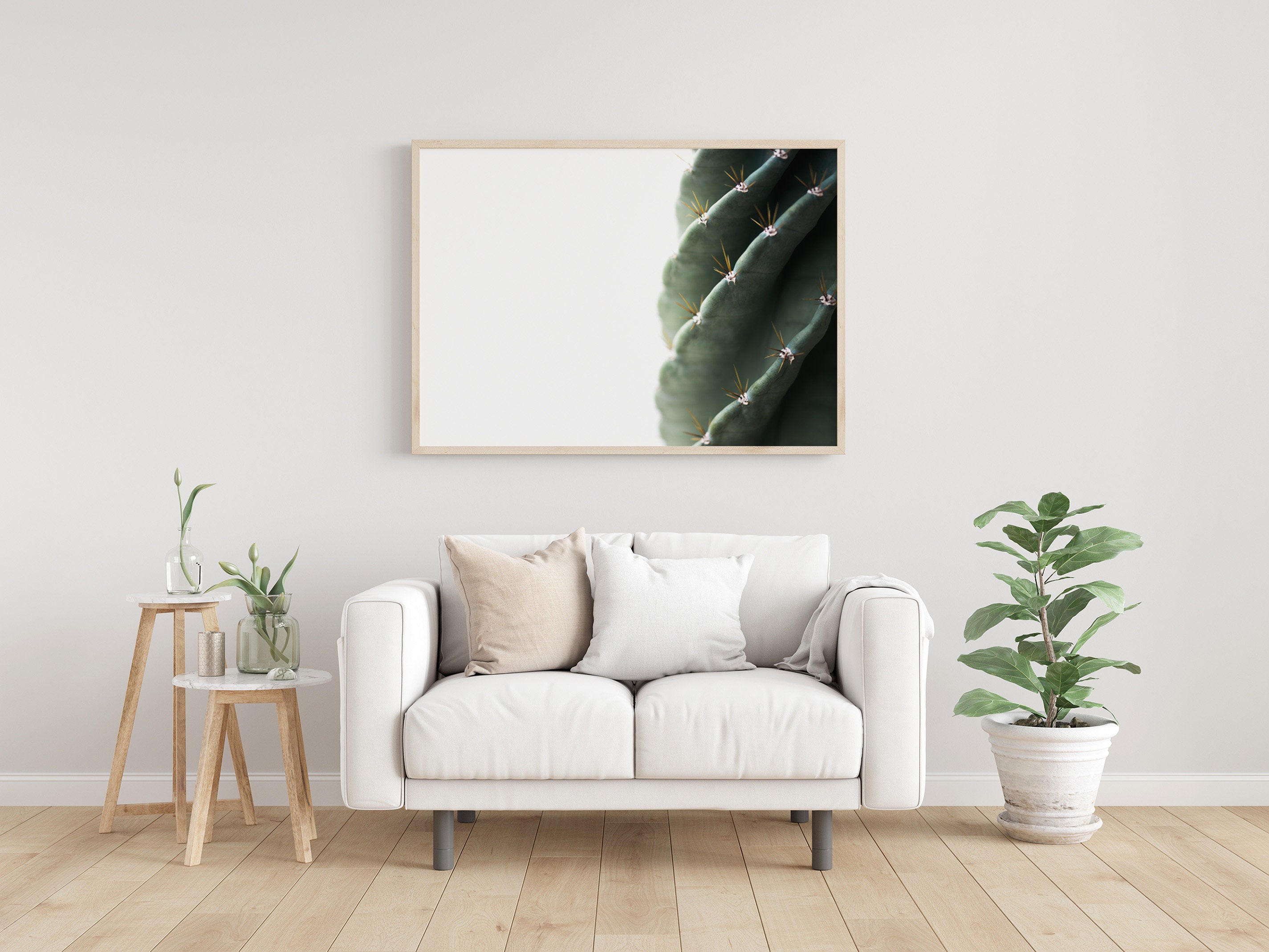 spiral cactus for sale australia spiral cactus for sale australia
