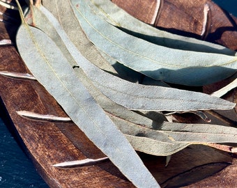 Eucalyptus Whole leaves, Magikal herbs, Organic herbs, Ritual herbs, Witchy herbs, Apothecary, Spell Herbs