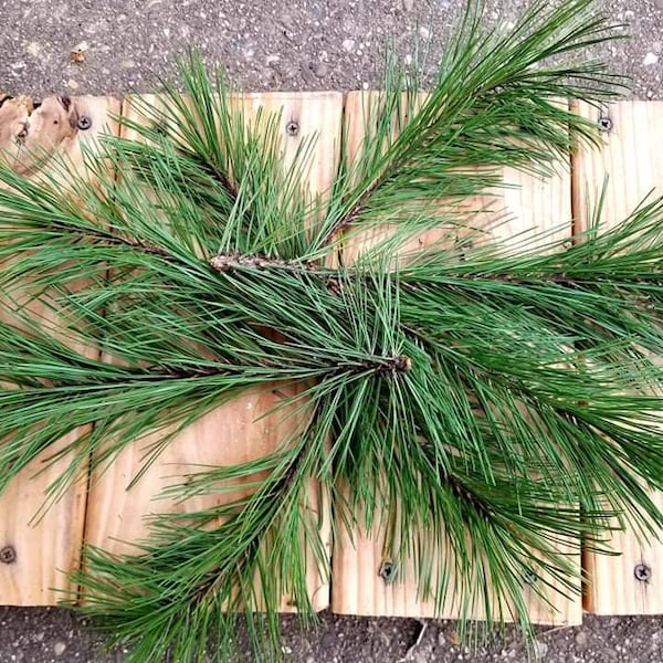 2 Pine Boughs, Natural White Pine Boughs, DIY Crafts, Rustic Decor, Fresh Cut to Order, Holiday Decor, Fresh Pine