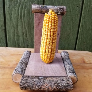 May include: A yellow ear of corn stands upright on a wooden display. The display is made of a rectangular wooden base with log accents and a vertical wooden support. The background is a green wooden wall.