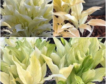 Hosta Plantaginea Etsy