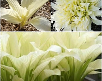 Hosta Plantaginea Etsy