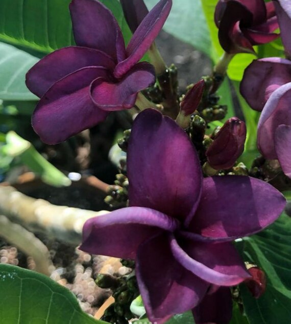 Outdoor & Gardening Home & Living Blue Plumeria plant Perennial Flower