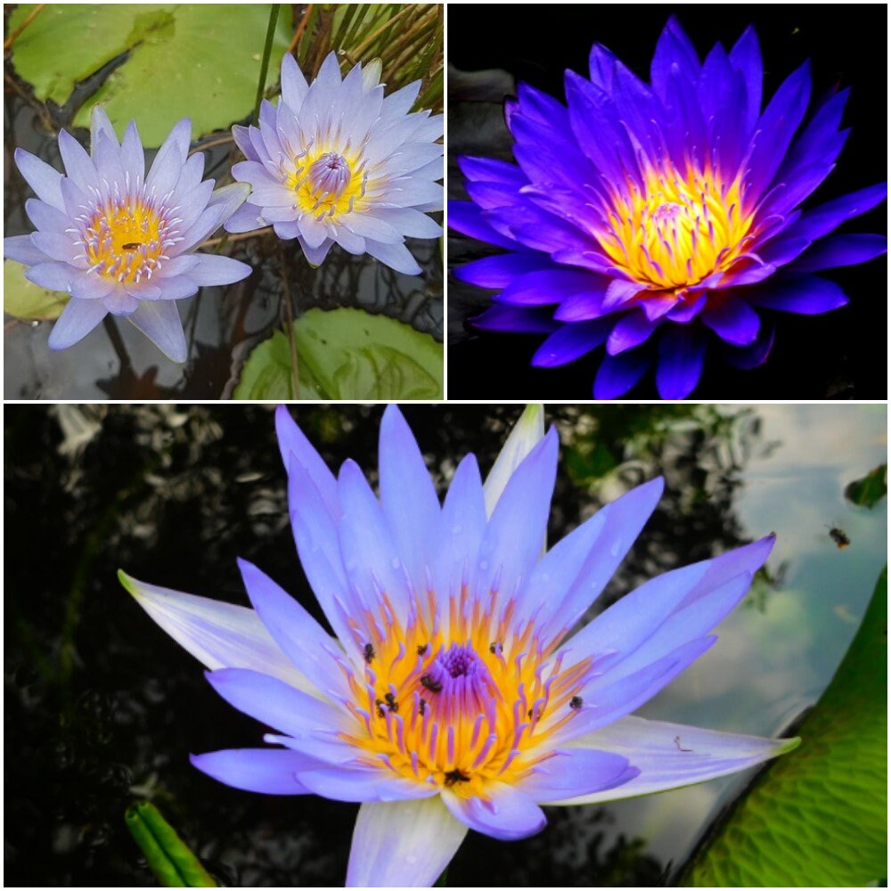 5 Water Lily Seeds For Planting Tropical Dark Blue Water Lily Etsy