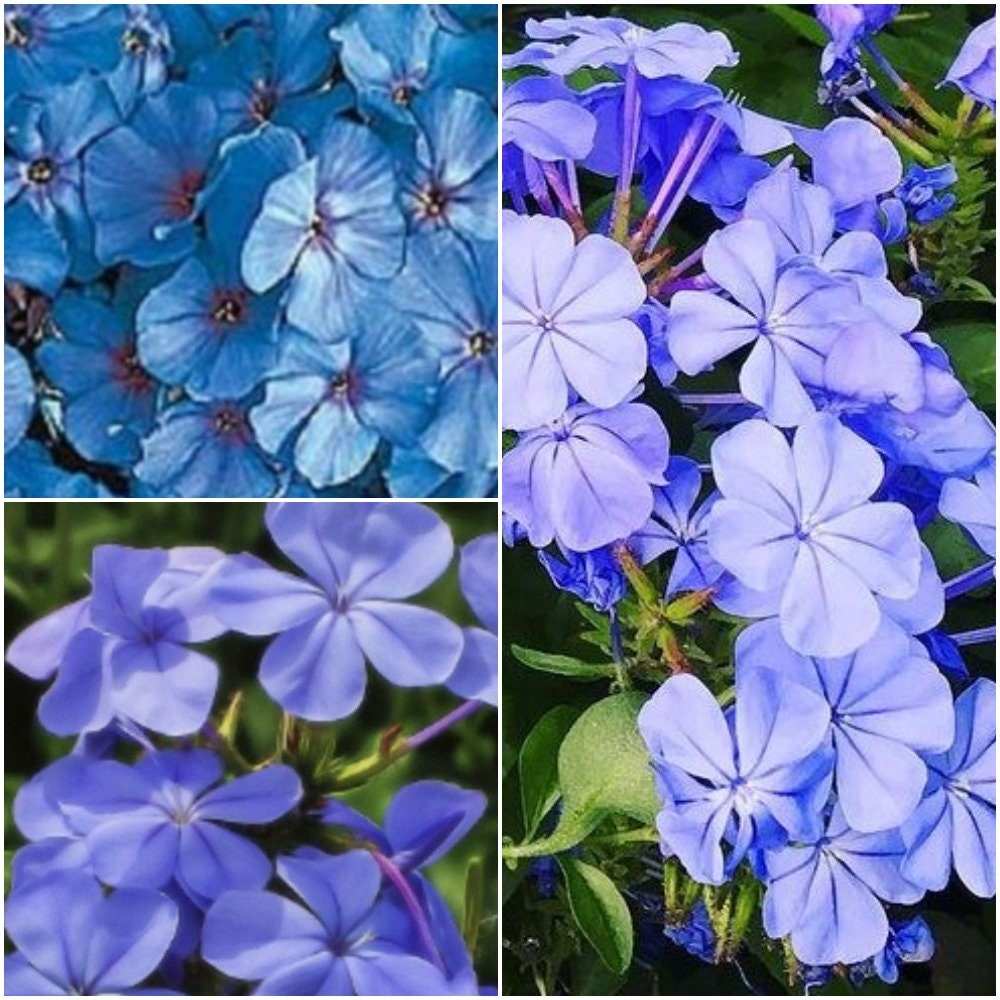 50 Phlox Paniculata Seeds Blue Phlox Seeds Phlox Seeds | Etsy