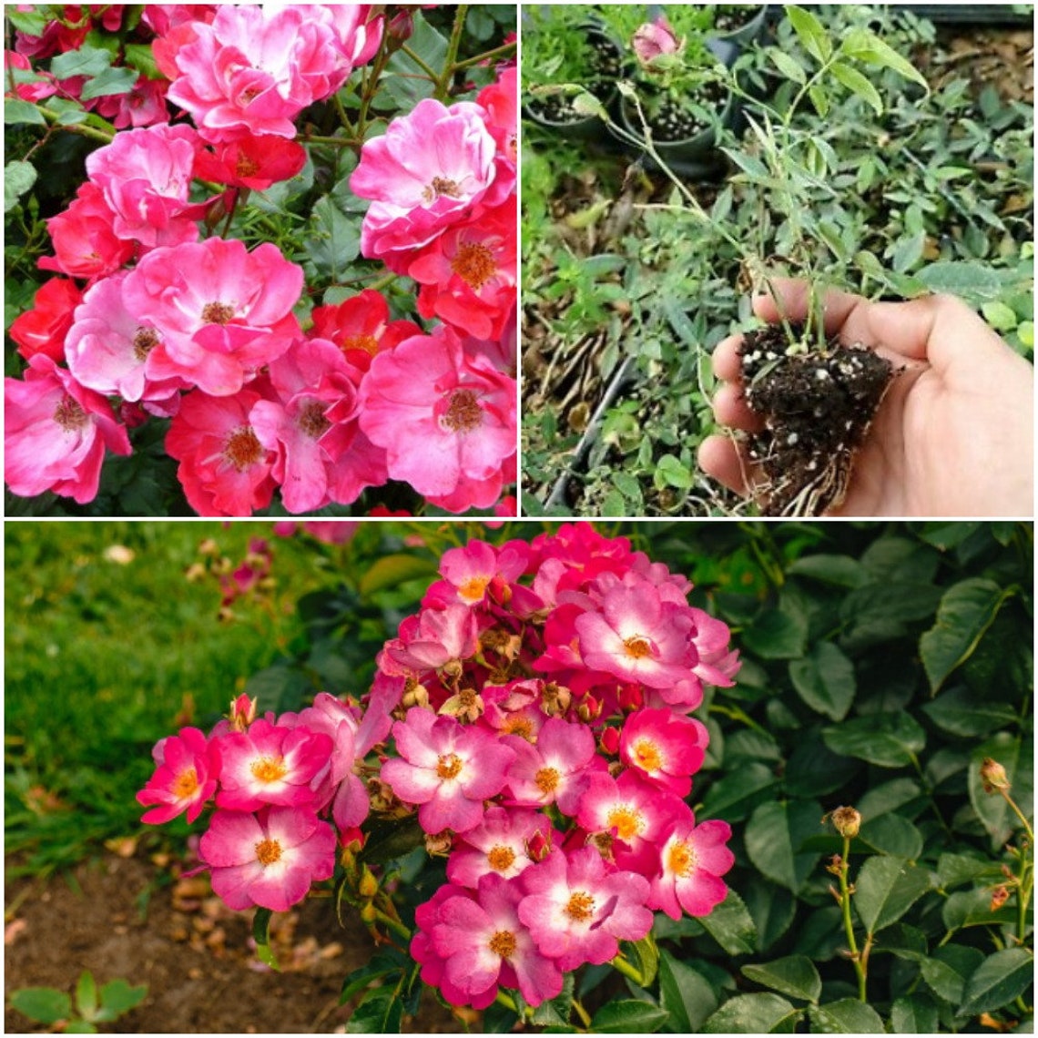 Deep Pink Roses Plant Live Plug Size 3 Tall Ground Etsy