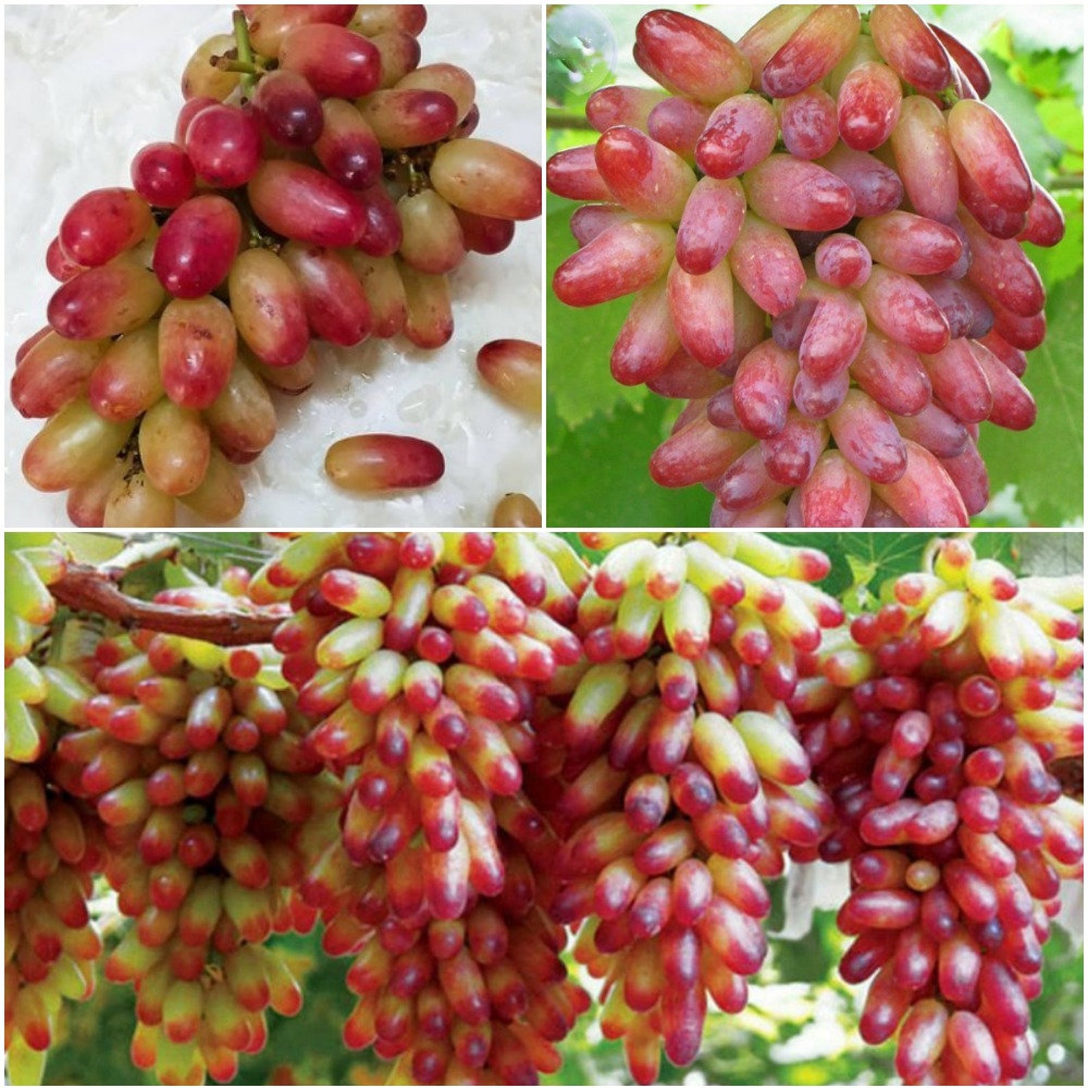 20 Finger Grape Seeds Grape Seeds For Planting Lady Finger Etsy