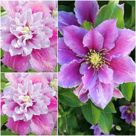 25 Clematis Seeds Double Clematis Pink White Perennial Flower Etsy