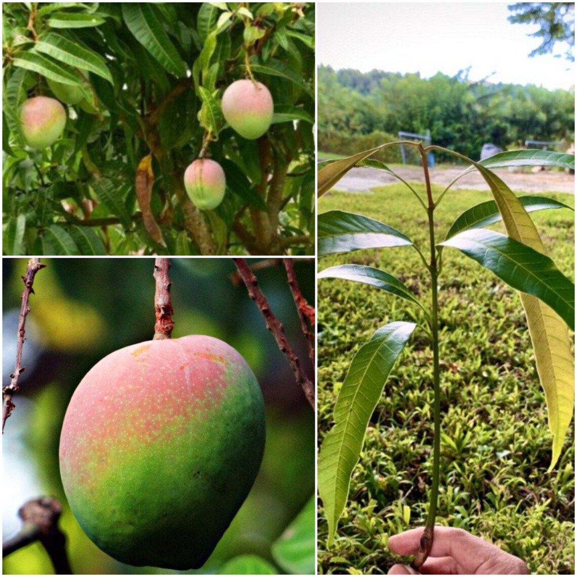 Small Keitt Mango Tree Keitt Mango Plant Keitt Mango Mango Etsy
