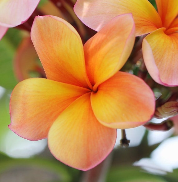 Home & Living Plumeria Flower Seeds Orange Yellow Pink Seeds 5pcs Seeds & Seed Bombs