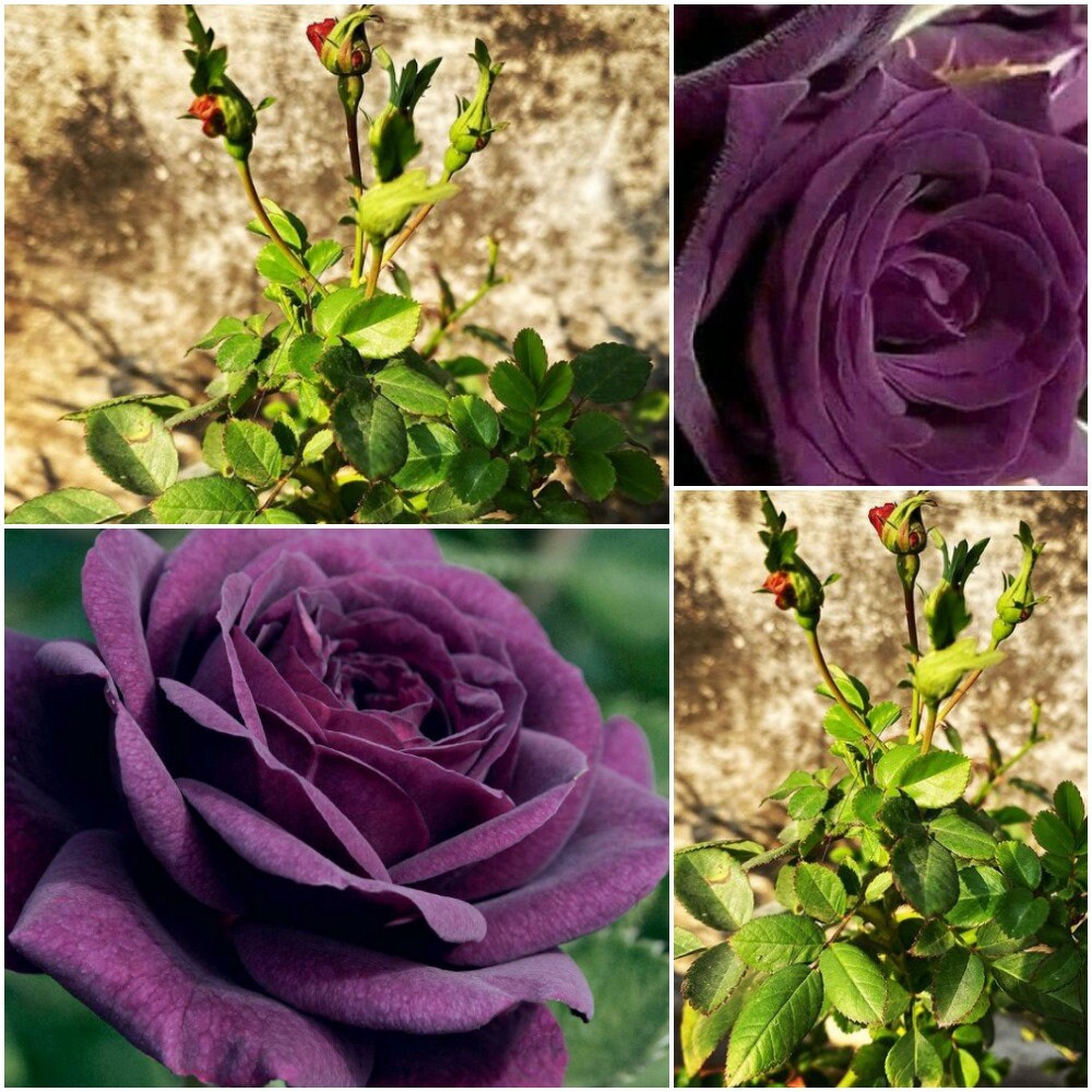 20 Purple Rose Seeds Dark Purple Rose Seeds Perennial Rose | Etsy