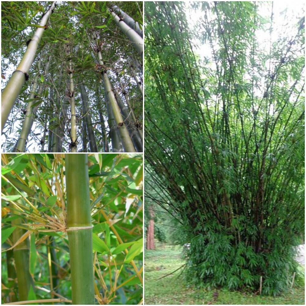 50 Bambusa Oldamii Giant Timber Bamboo Seeds Oldamii Bamboo Etsy
