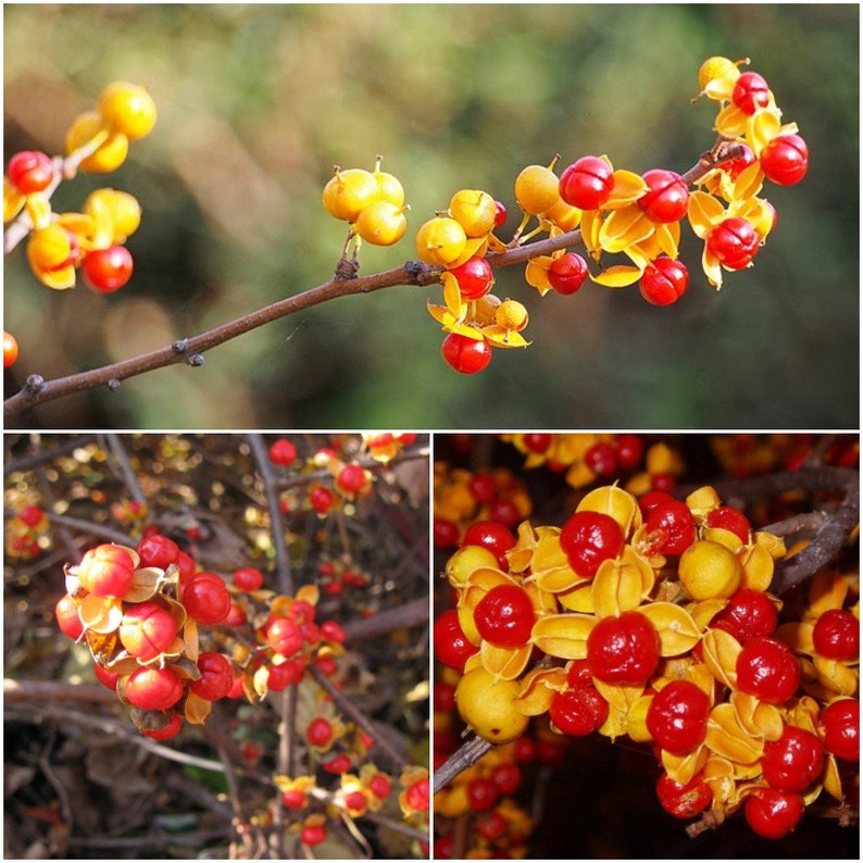 5 Bittersweet Vine Plant Seeds Celastrus Orbiculatus Etsy