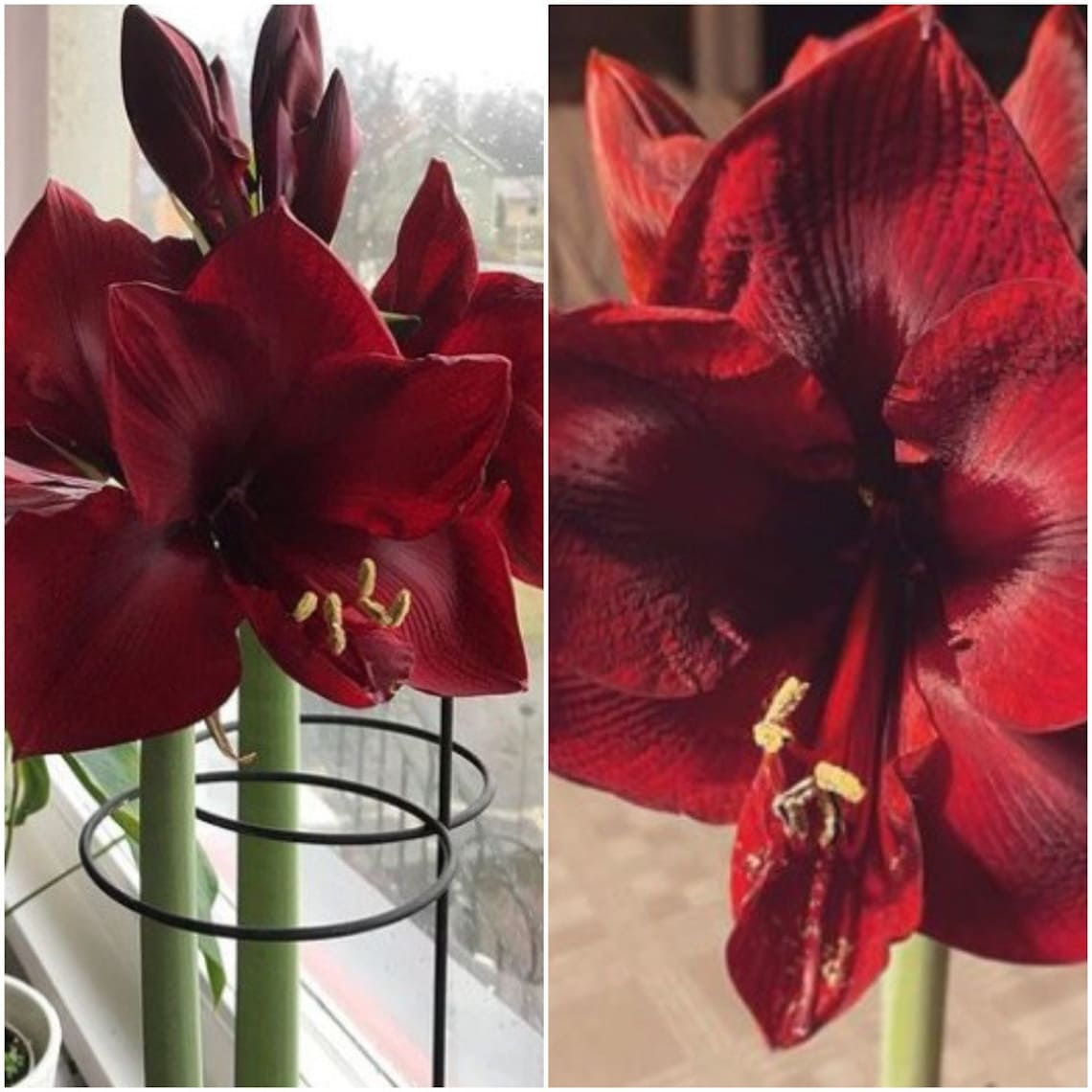 Red Hippeastrum Flower Bulb 1 Pcs Fresh Bulb with size 28/30 Etsy