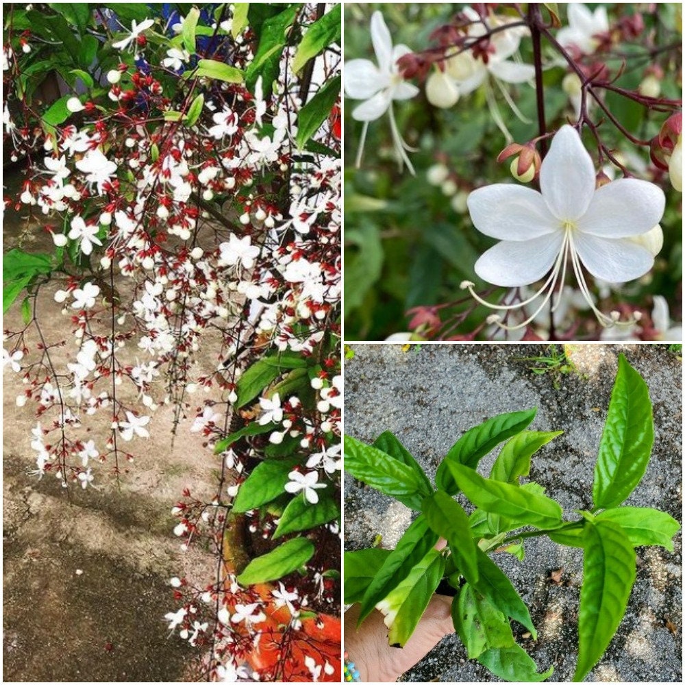 Chains Of Glory Plant 5 Tall Flower White Plant Etsy