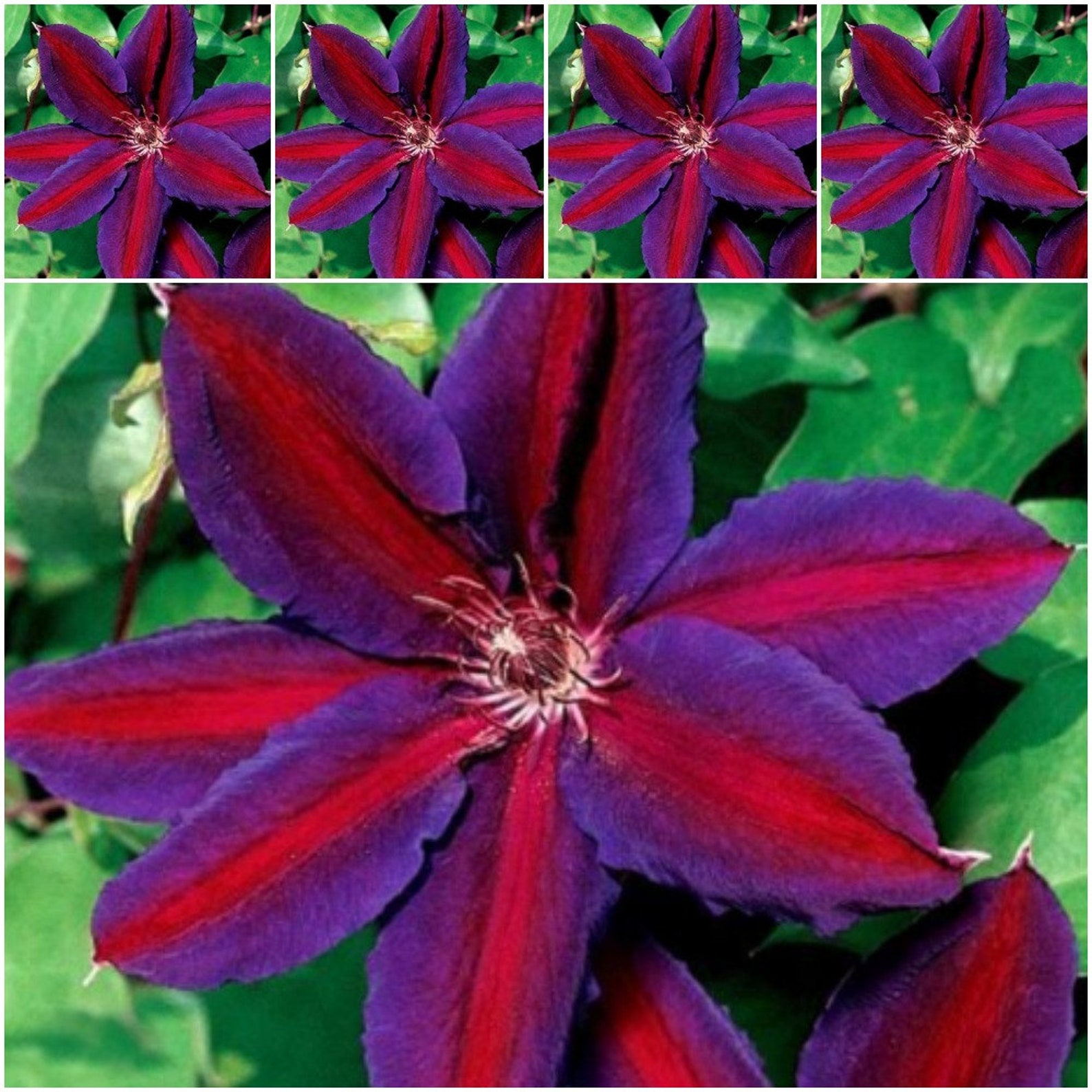 25 Clematis Vine Seeds Purple Red Clematis Seeds Clematis Etsy