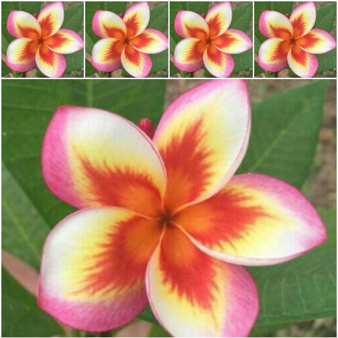 5 Plumeria Frangipani Seeds Plumeria Seeds Orange Yellow Etsy