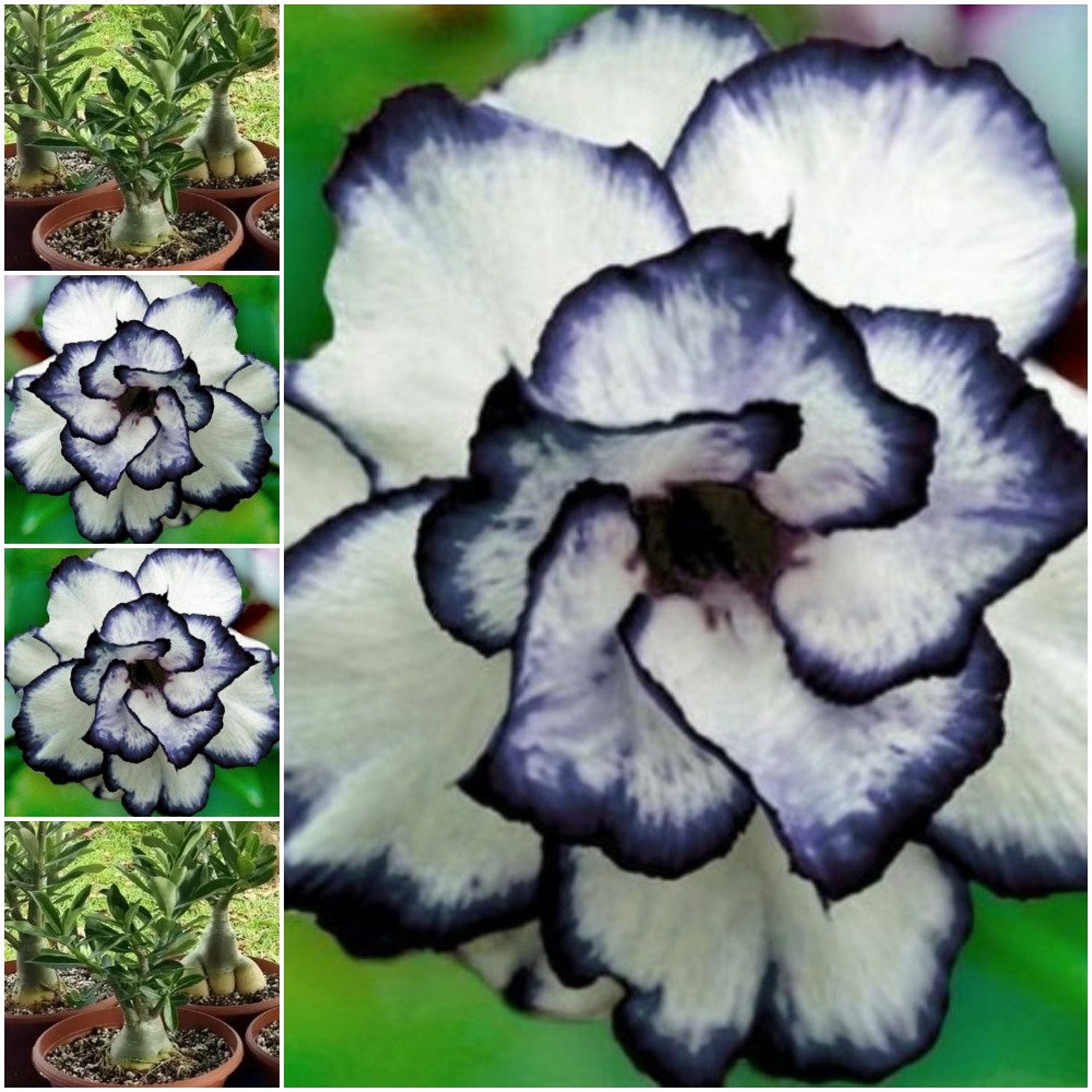 4 Adenium Obesum Desert Rose Seeds White Black Desert Rose Etsy