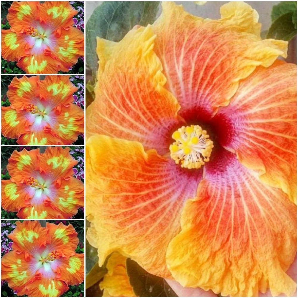 20 Hibiscus Perennial Seeds For Planting Hawaiian Hibiscus Etsy