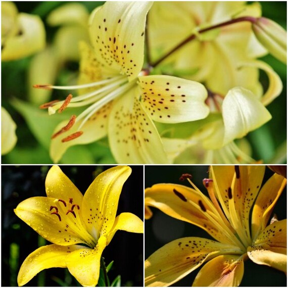 Tiger Lily Bulbs Lovely Blooms 1 Pcs Bulb Leichtlinii Yellow Etsy
