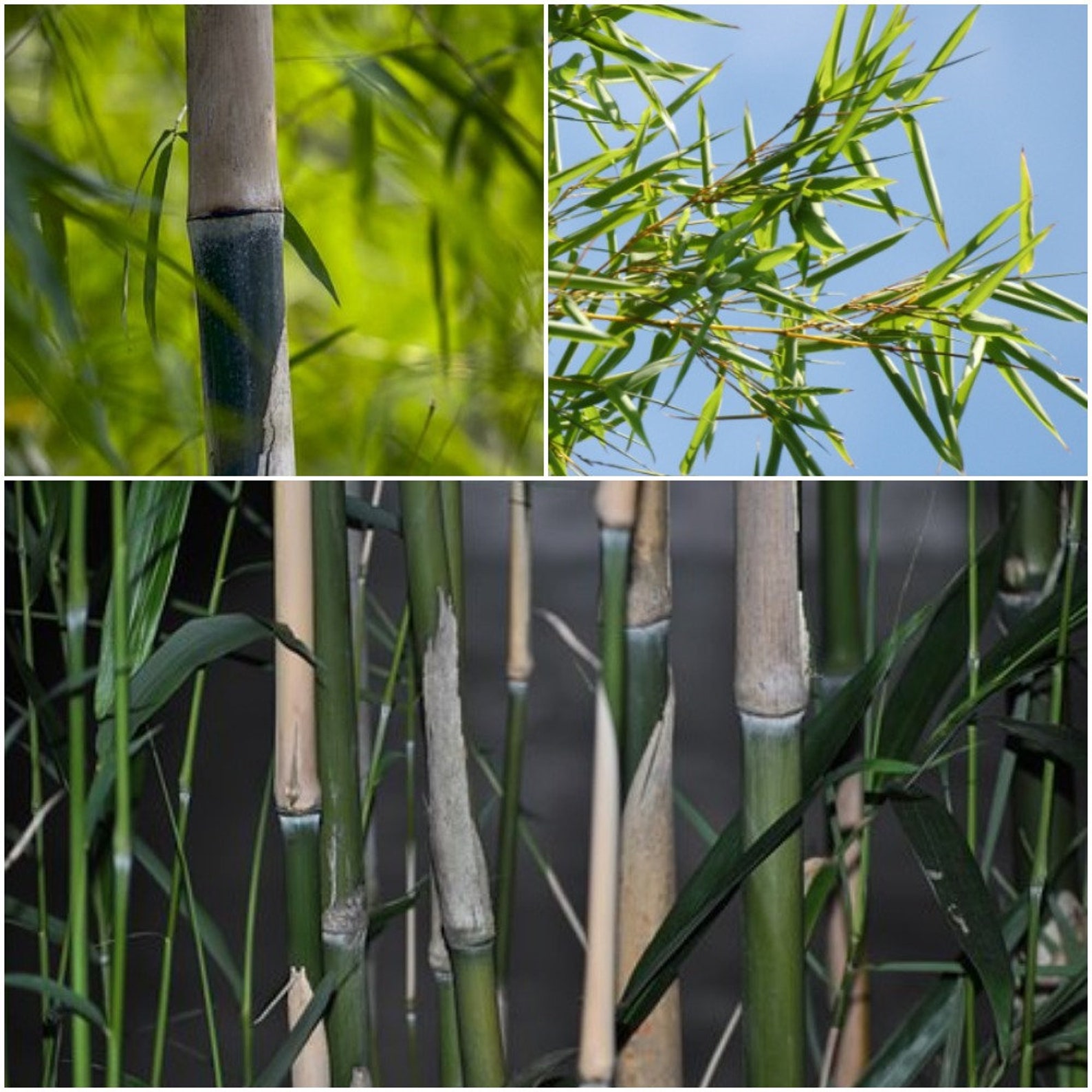 50 Bamboo Seeds Fargesia Bamboo Seeds Fargesia Rufa Bamboo Etsy