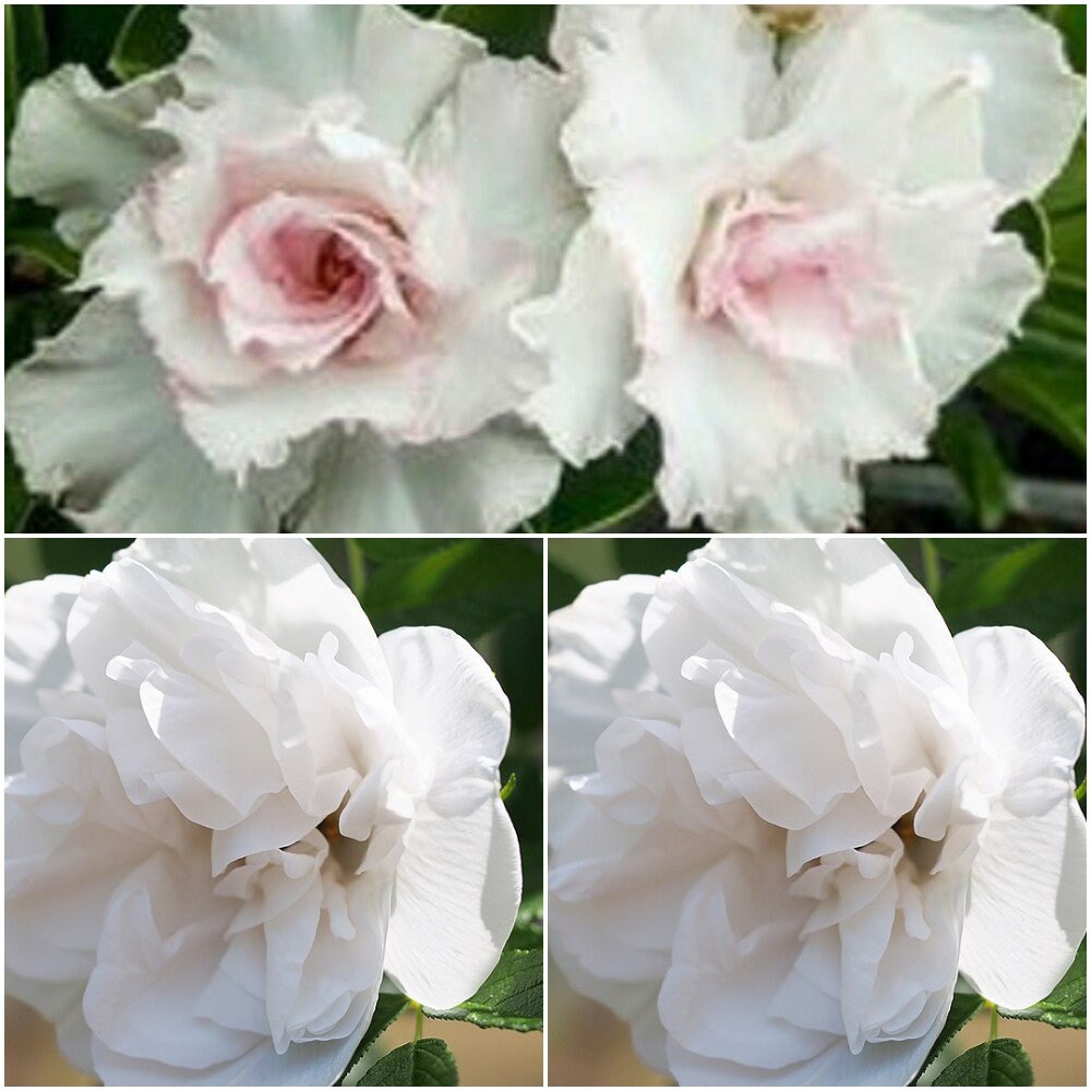 4 Adenium Obesum Double Desert Rose Seeds White Desert Rose Etsy