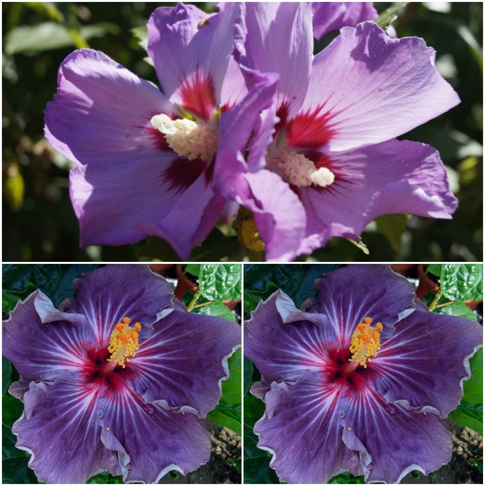 20 Hibiscus RosaSinensis Seeds Purple Hibiscus Seeds Flowers Etsy