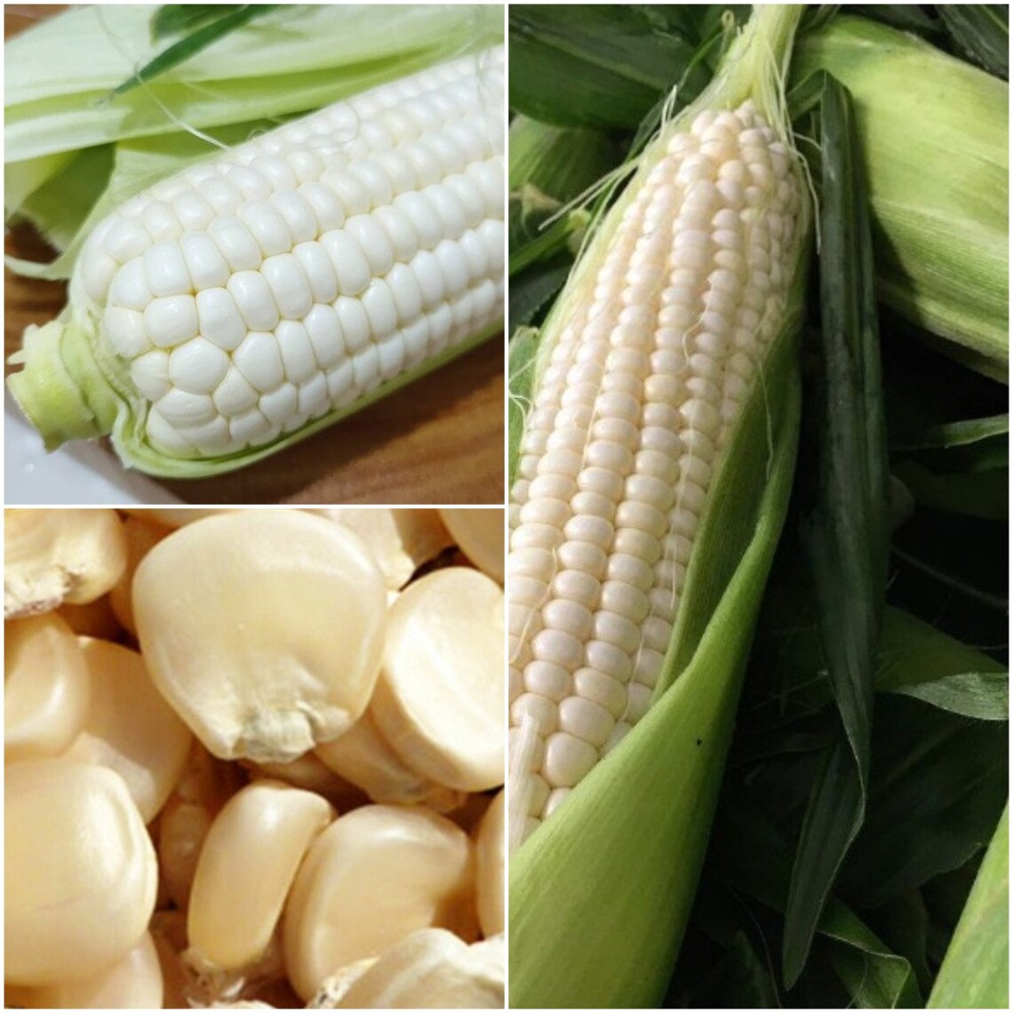 1 lb White Corn Seeds Zea Mays Hickory King White Corn Seeds Etsy