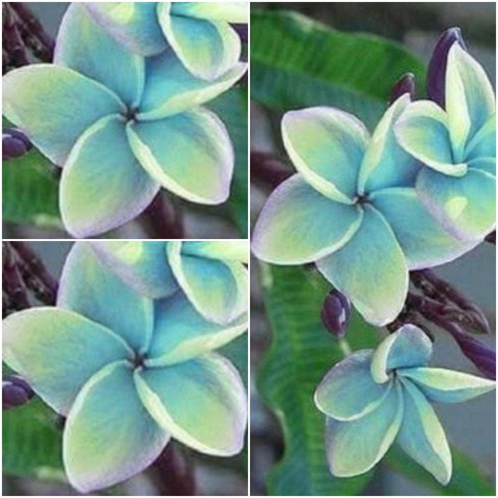 5 Plumeria Frangipani Seeds Blue Plumeria Flowers Seeds Etsy