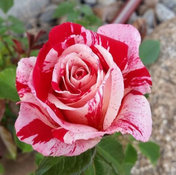 Craft Supplies & Tools 20 Pcs Rare Seeds Pink Dragon Rose Pink Dragon