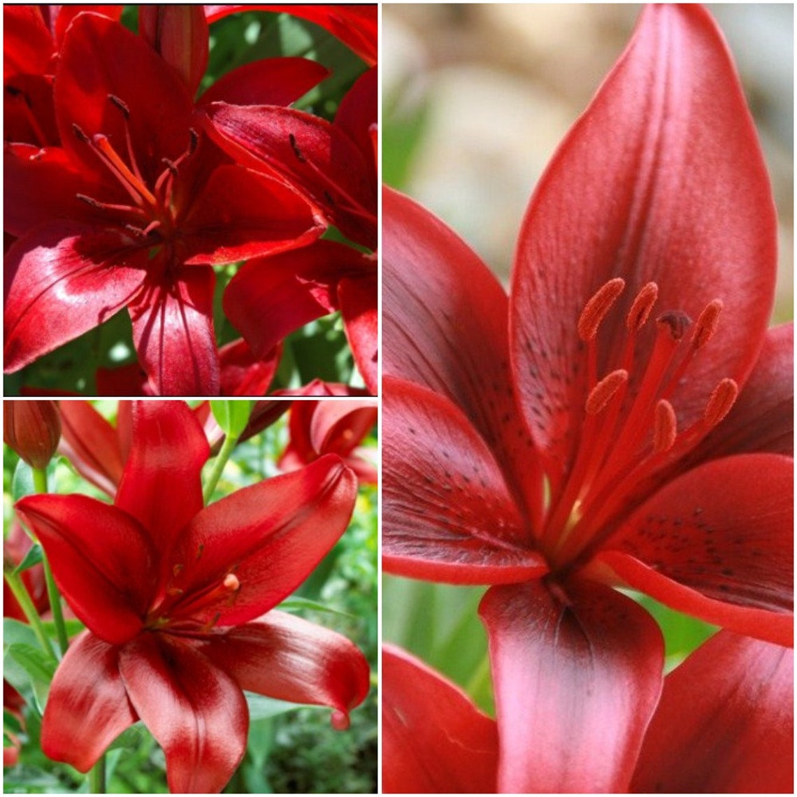 Beautiful Red Lily Bulb 1 Pcs Bulb Deep Red Lily Bloom Etsy