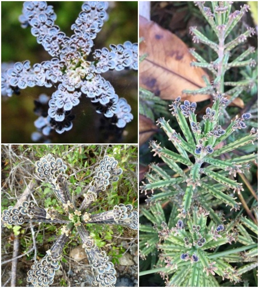 Kalanchoe Tubiflora Rooted Beautiful Blue Flower Kalanchoe | Etsy