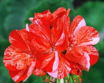 GERANIUM PUSILUM BLUE ORCHID CRANESBILL FLOWER SEEDS 60 GERANIUM PUSILUM BLUE ORCHID CRANESBILL FLOWER SEEDS 60