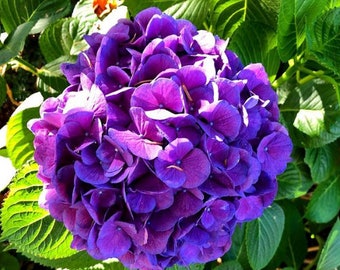 lasting,gorgeous balcony or yard flower plant Promotion 100 pcs bag White Hydrangea Flower seeds,Pure color lasting,gorgeous balcony or yard flower plant Promotion 100 pcs bag White Hydrangea Flower seeds,Pure color