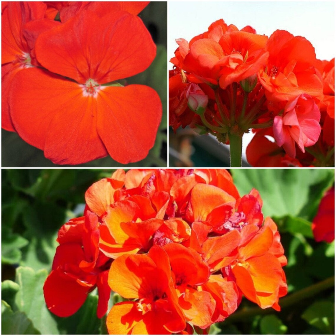 10 Ivy Geranium Seeds Orange Geraniums Geranium Seeds Etsy