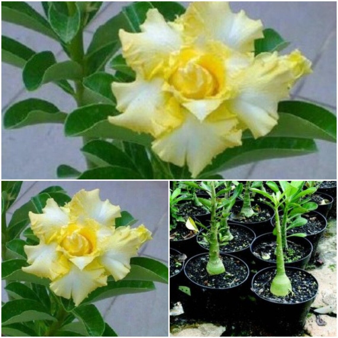 4 Adenium Obesum Desert Rose Seeds White Yellow Desert Rose Etsy