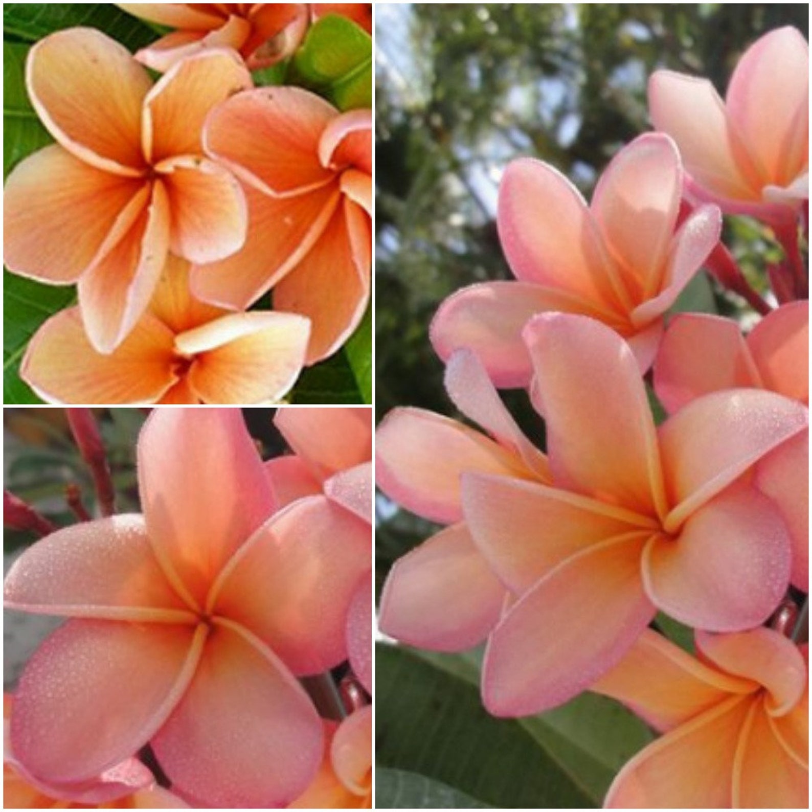 5 Plumeria Frangipani Seeds Pink Orange Plumeria Flowers Seeds Etsy