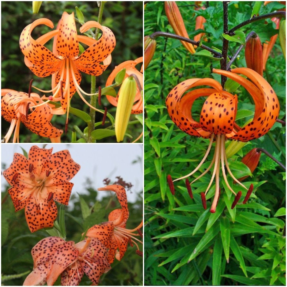 1 Pcs Tigrinum Tiger Lily Bulb Beautiful Lily Bulb for Etsy