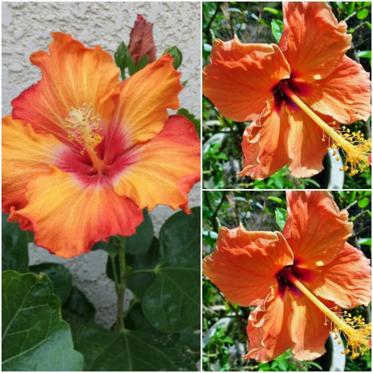 20 Hibiscus RosaSinensis Seeds Yellow Orange Hibiscus Seeds Etsy