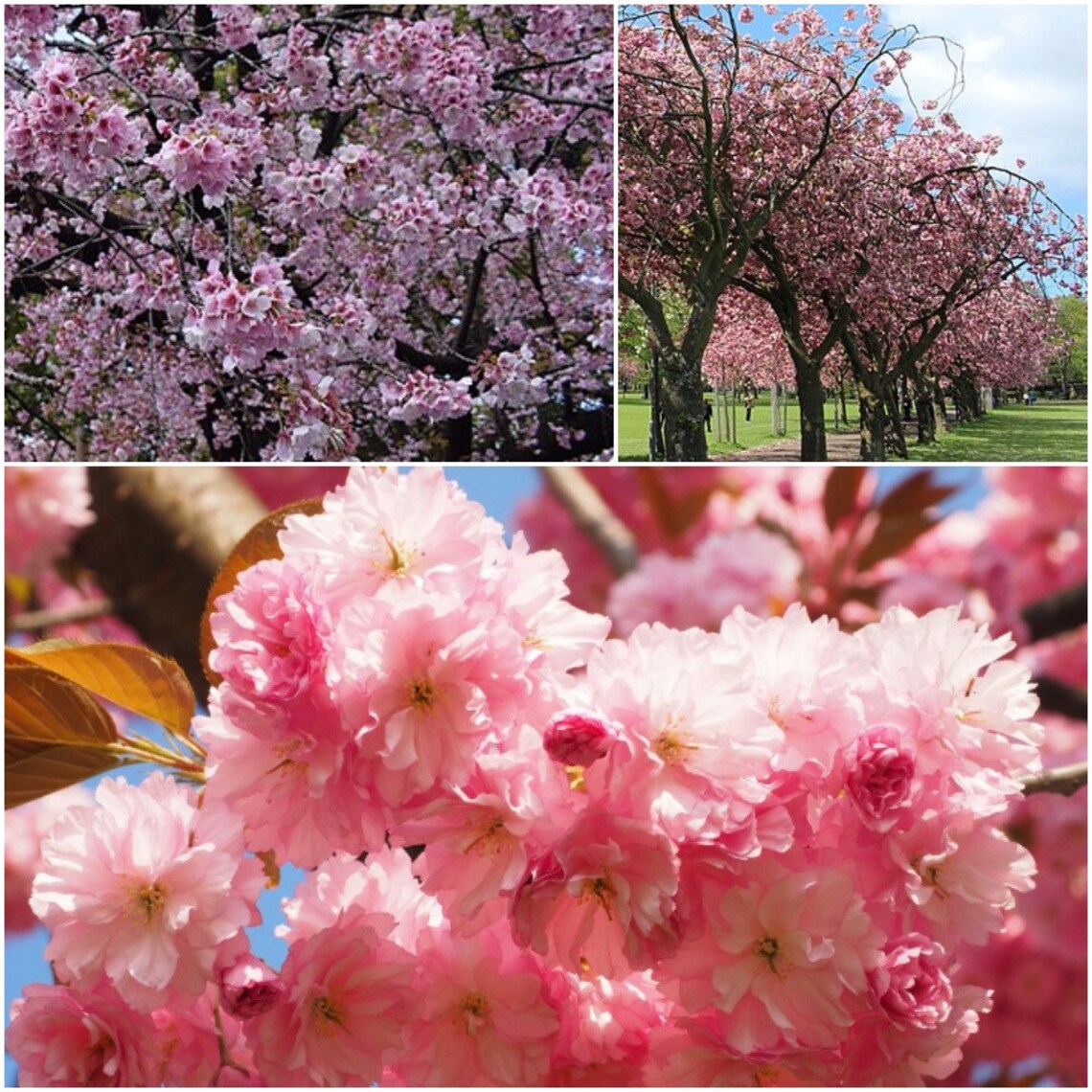 5 Pink Japanese Trees Seeds Stella Cherry Tree Seeds Flowers Etsy