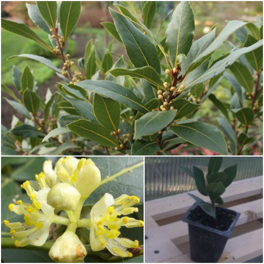 Sweet Bay Laurel Plant Laurus Nobilis Well Rooted 4 Etsy