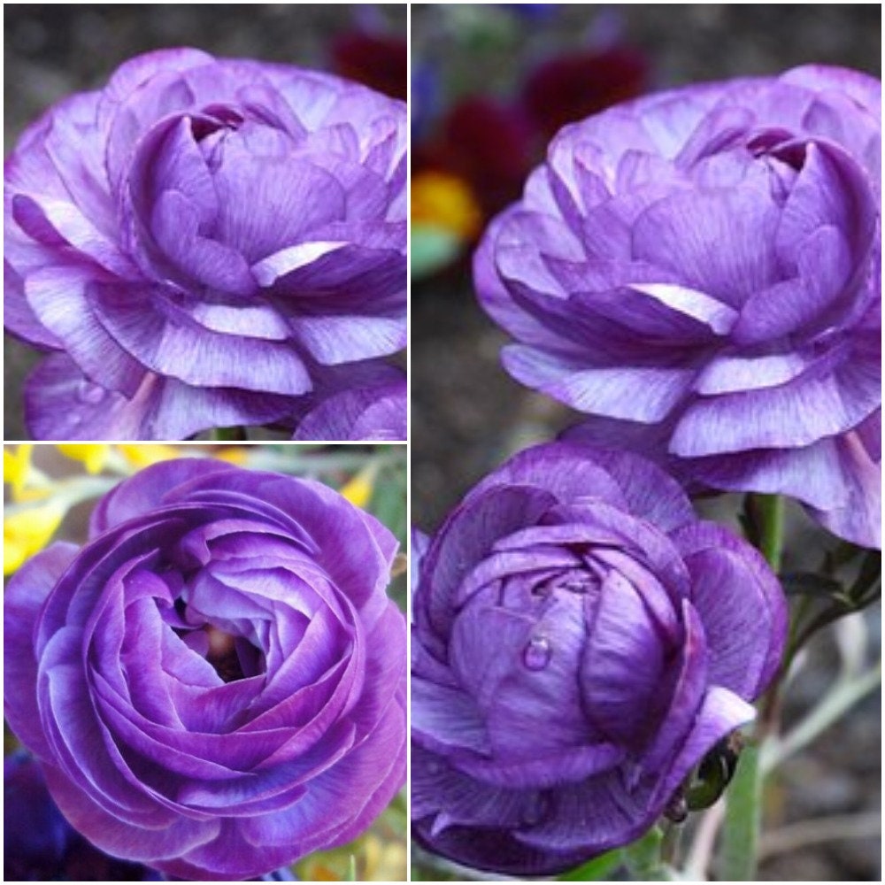 purple persian buttercup bulb purple persian buttercup bulb