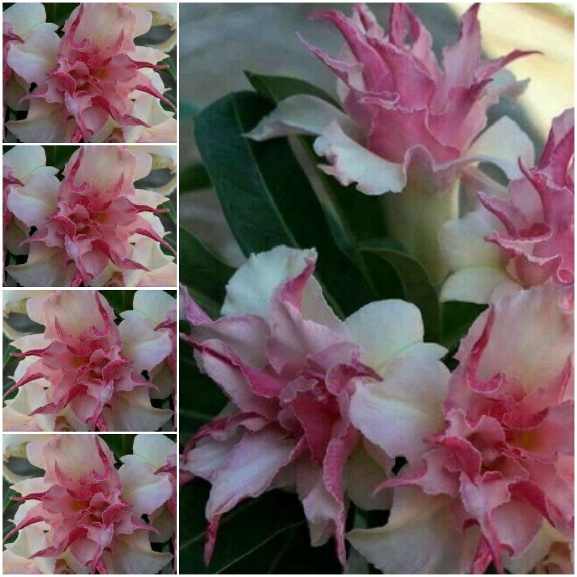 25 Clematis Vine Seeds Double Pink Clematis Seed White Pink Etsy