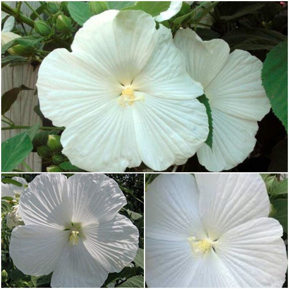 15 White Hibiscus Dinner Plate Seeds Hibiscus Moscheutos Etsy